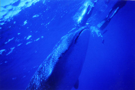 Whaleshark kisses people