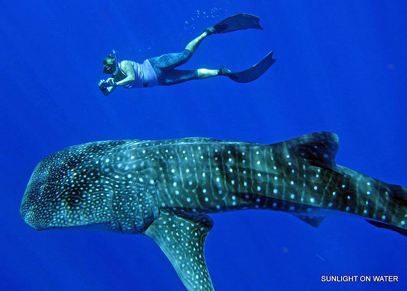 whaleshark