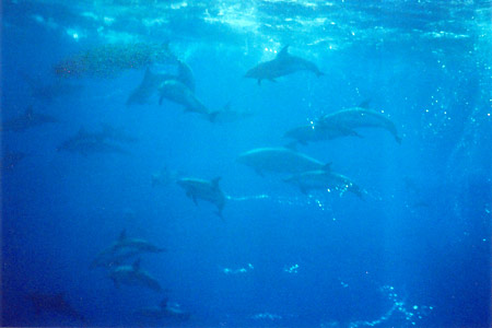 Dolphins Galore!