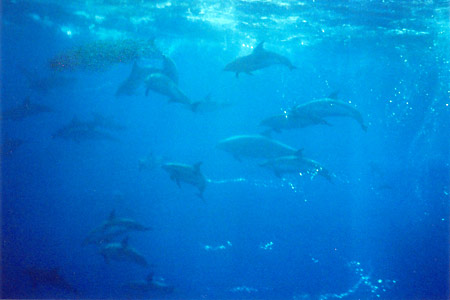 Spotteds, Common dollphins and swimmers around the fish ball