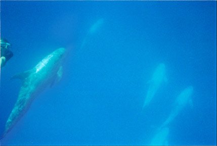 Risso's dolphins (they are white)