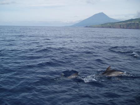 Dolphins with Mt. Pico