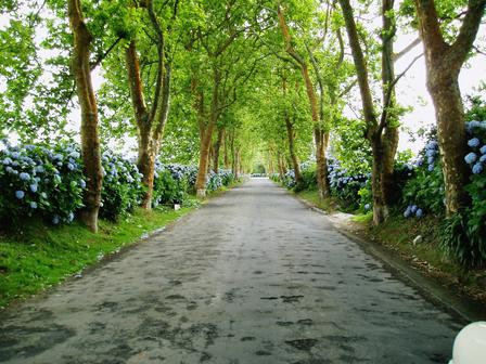 Country lane.