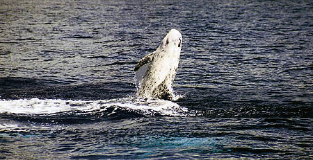 Mario's picture of Risso Dolphin