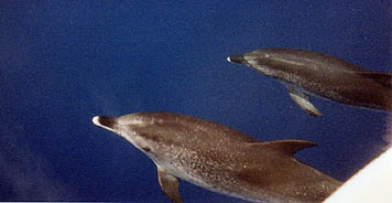 Spotted Dolphins