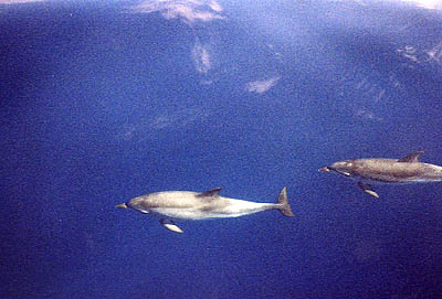 Striped dolphins