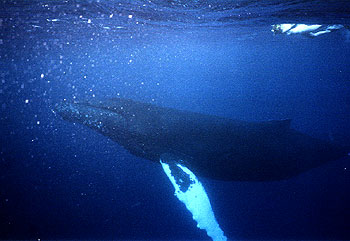 Swimmer with whale.