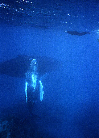 Whale rises to greet a swimmer