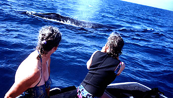 Spouting next to boat