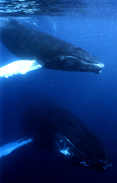 Mom and calf say hello.