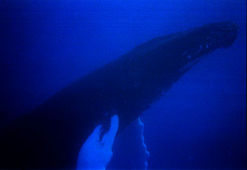 Whale ascending