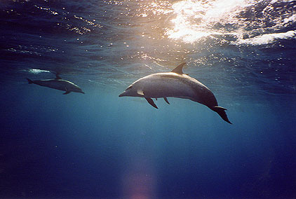 Pan-Tropic Spotted Dophins, Lisa Denning