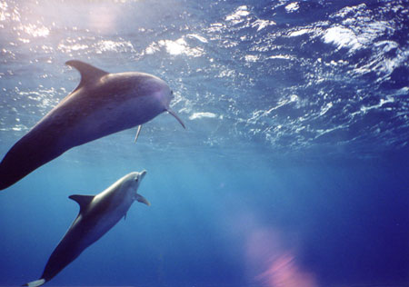 Pan-Tropic Spotted Dophins, Lisa Denning