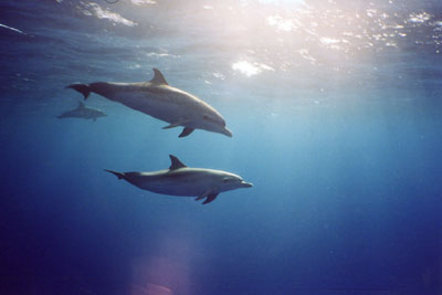 Pan-tropic spotted dolphins by Lisa Denning