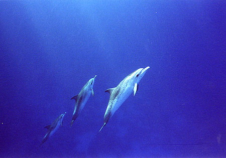 Pan-Tropic Spotted Dophins, Lisa Denning