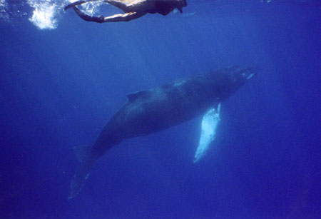 Joan and baby whale Lisa Denning