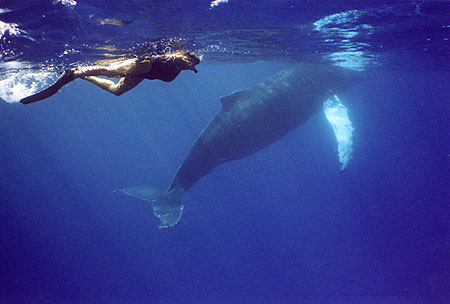 Joan and baby whale Lisa Denning