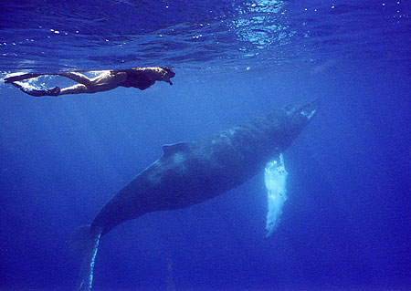 Joan and baby whale Lisa Denning