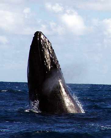 Breaching Blow, Stewart Turner