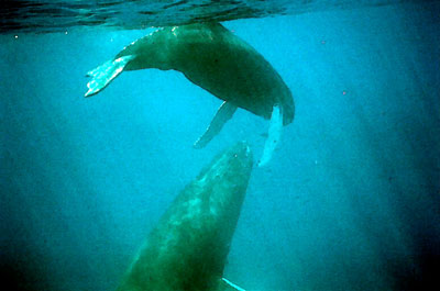 Baby whales hugging