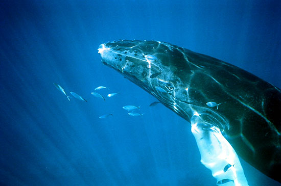 Whale looking at fish