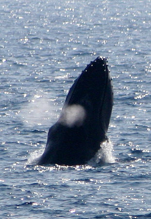 Breaching Blow, ©Stewart Turner