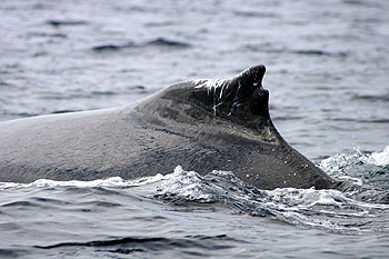 Unique dorsal fin, ©Stewart Turner