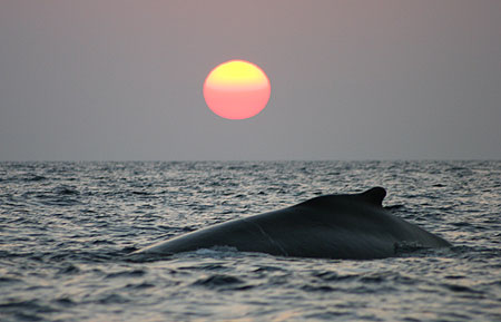 Hump at sunset, ©Stewart Turner