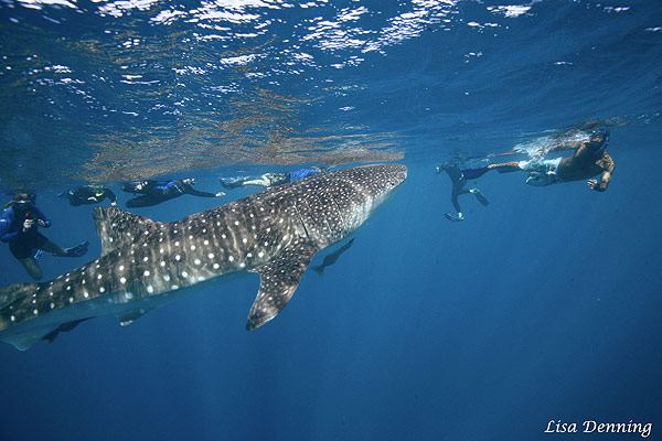 whaleshark