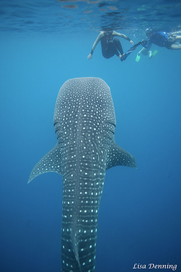 C:\Users\Dolphin Connection\Desktop\DR\TOTAL Lisa Whales_DR_2013\WhaleShark\IMG_9745.jpg