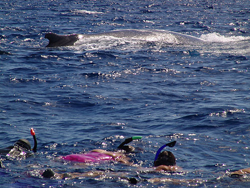 Whale with swimmers, Capt. Stewart Turner