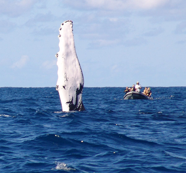 Pec and our boat, Capt. Stewart Turner