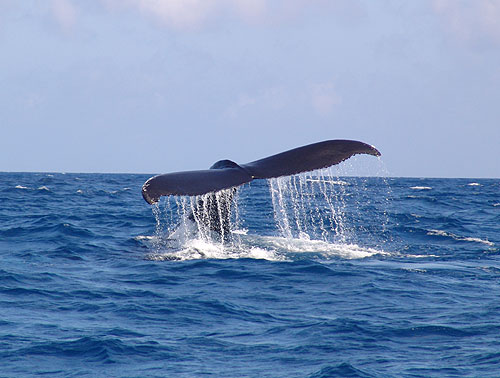 Whale tail waterfall, Capt. Stewart Turner