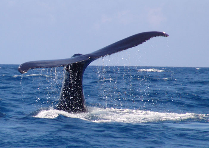 Whale tail rain, Capt. Stewart Turner