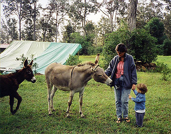 Donkeys and baby