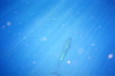 Orbs around pilot whale