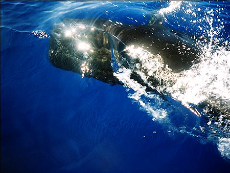 Pilot whale splashing us