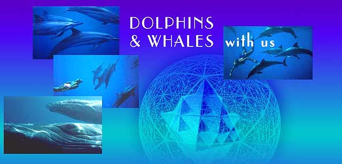 Whales & Dolphins