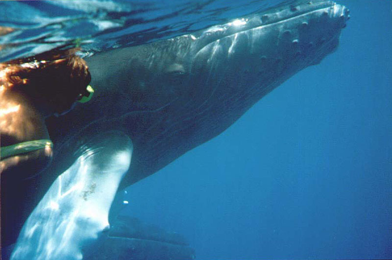 &COPY;Joan Ocean, Dolphin Connection.  All Rights Reserve