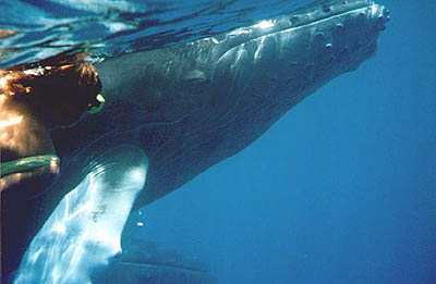 To look into the eye of a whale...