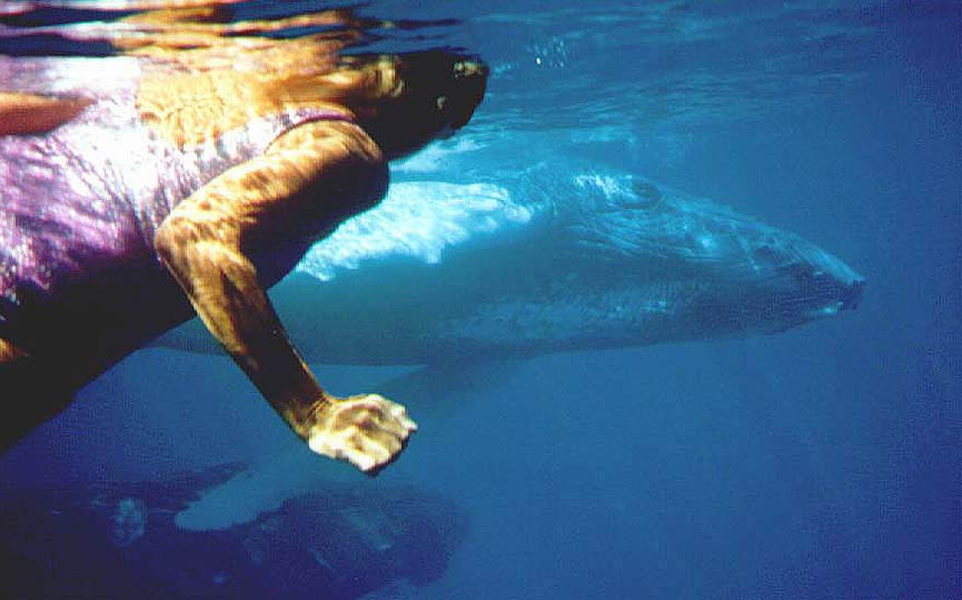 &COPY;Joan Ocean, Dolphin Connection.  All Rights Reserve