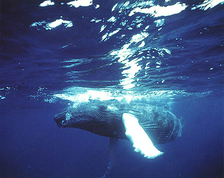 2001, Lisa Denning. Underwater photographer, Dolphin House, Hawaii. The Humpback Whale in the Caribbean.