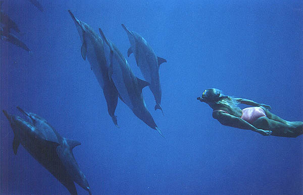 Joan with her dolphin family.Dolphin Connection.