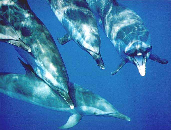 Bottlenose dolphins - pictures of spinner dolphins 3