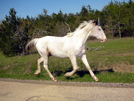 WILD WHITE HORSES RUNNING FREE