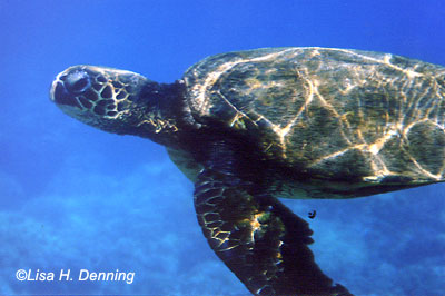 turtle