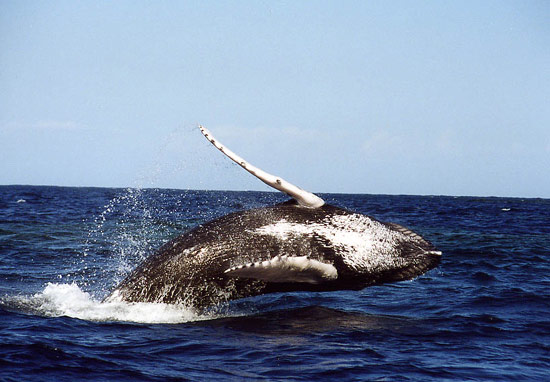 humpbreach