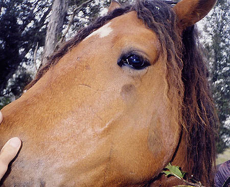 Horse eye looks at you...