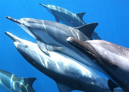 Bottlenose dolphins - pictures of spinner dolphins 1