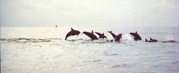 Bali Dolphins